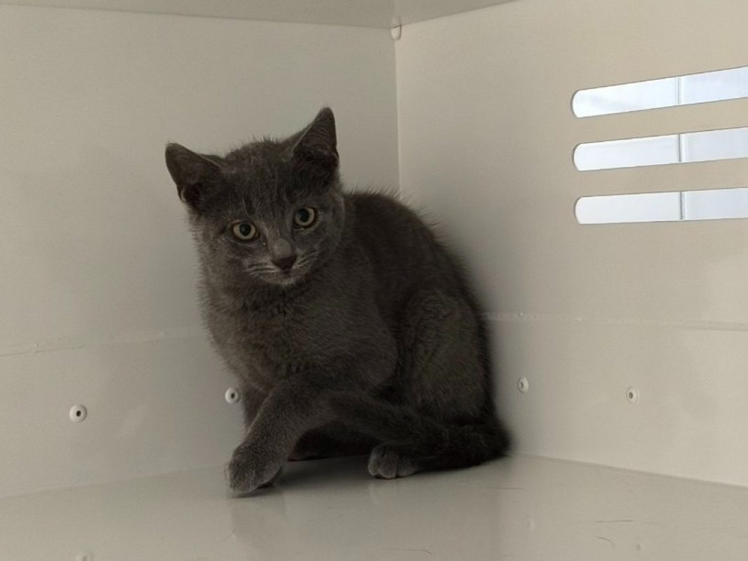 Eluo - Chat Européen à adopter