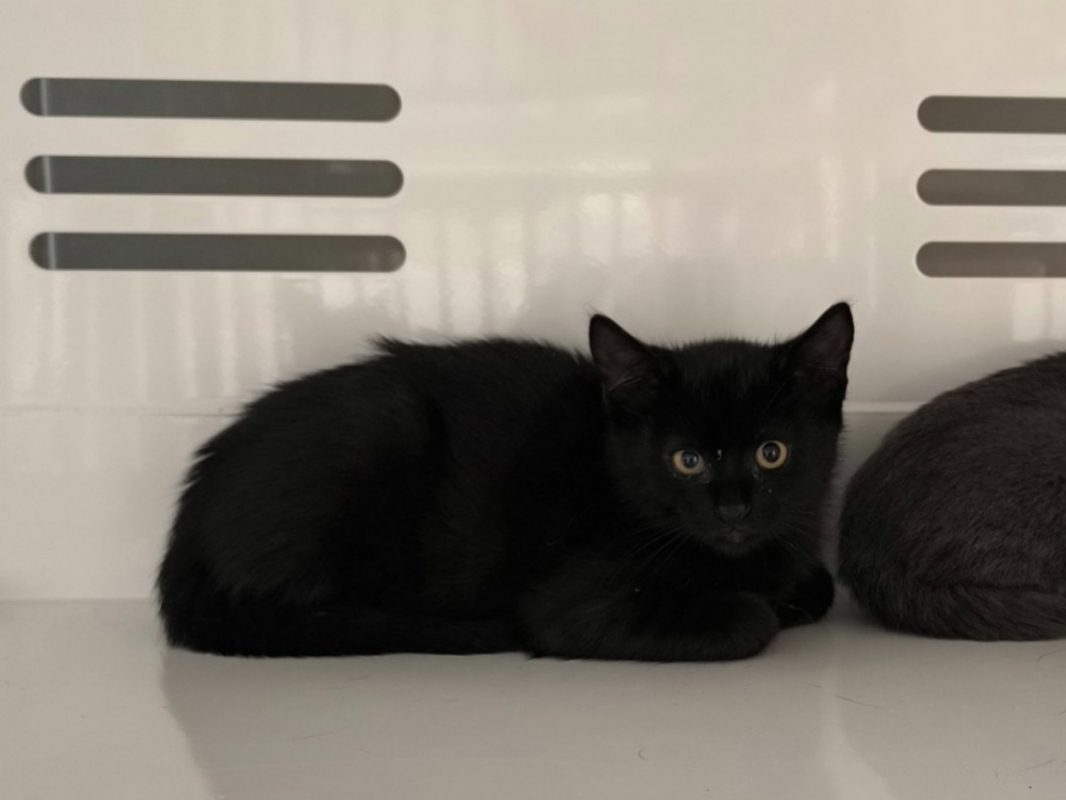 Ecolu - Chat Européen à adopter