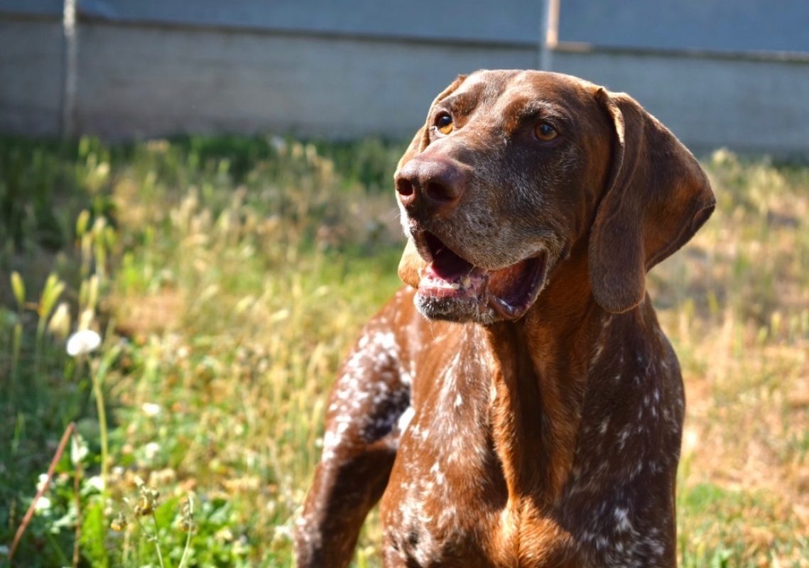 Baloo - Chien Braque allemand à poil court à adopter