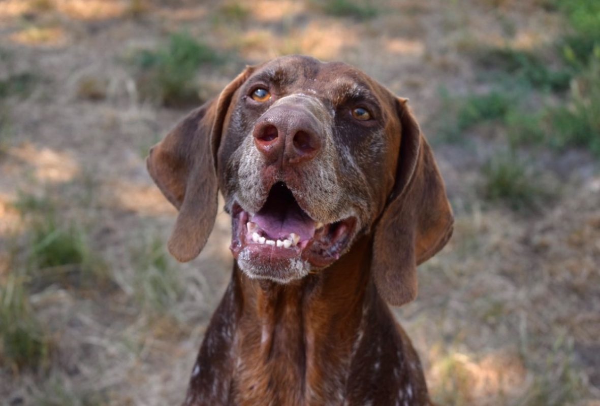 Baloo - Chien Braque allemand à poil court à adopter - photo 3