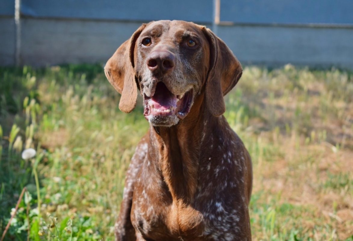 Baloo - Chien Braque allemand à poil court à adopter - photo 4