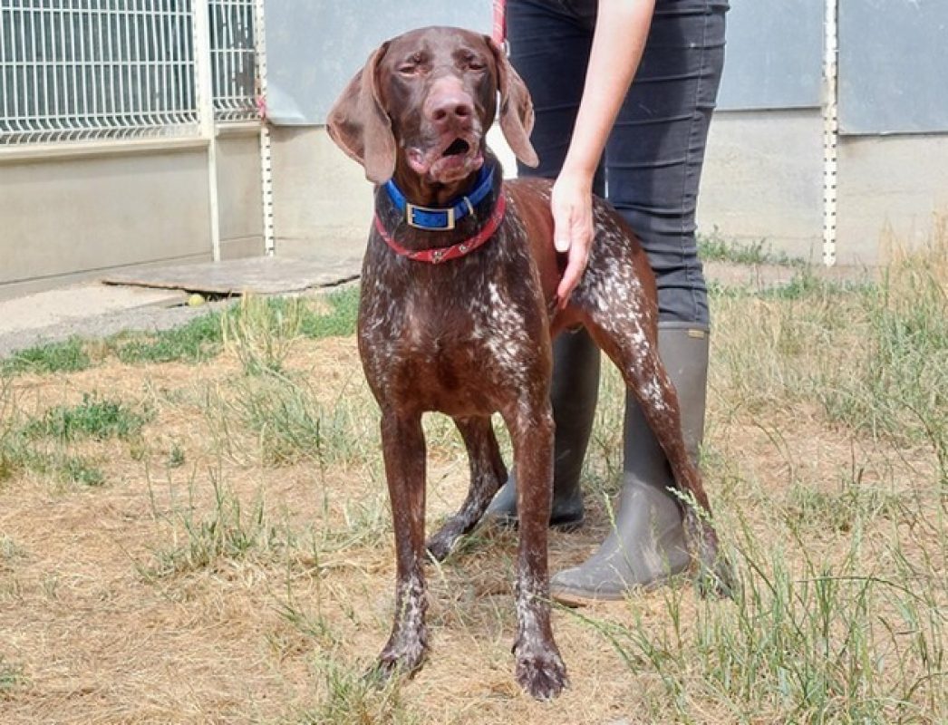 Baloo - Chien Braque allemand à poil court à adopter - photo 6