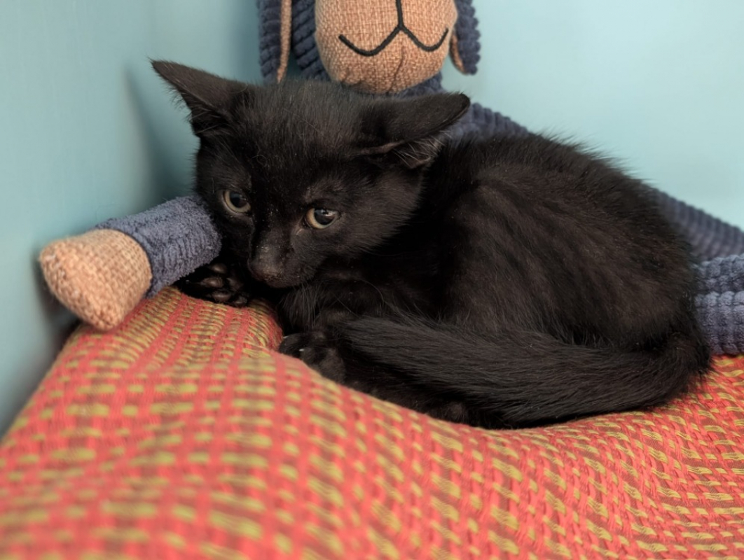 Photo de Inky