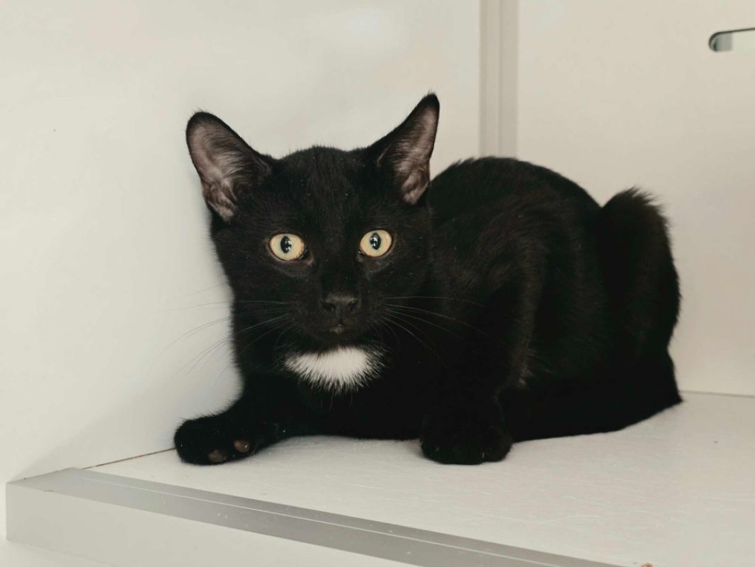 Inky - Chat Européen à adopter
