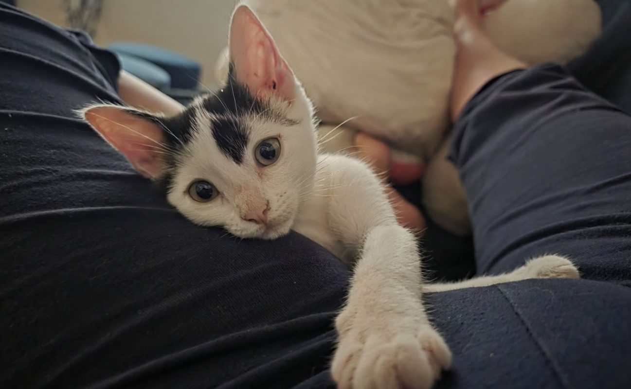 Atheba - Chat Européen à adopter - photo 2