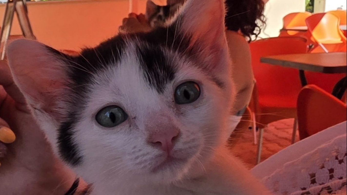 Atheba - Chat Européen à adopter - photo 3