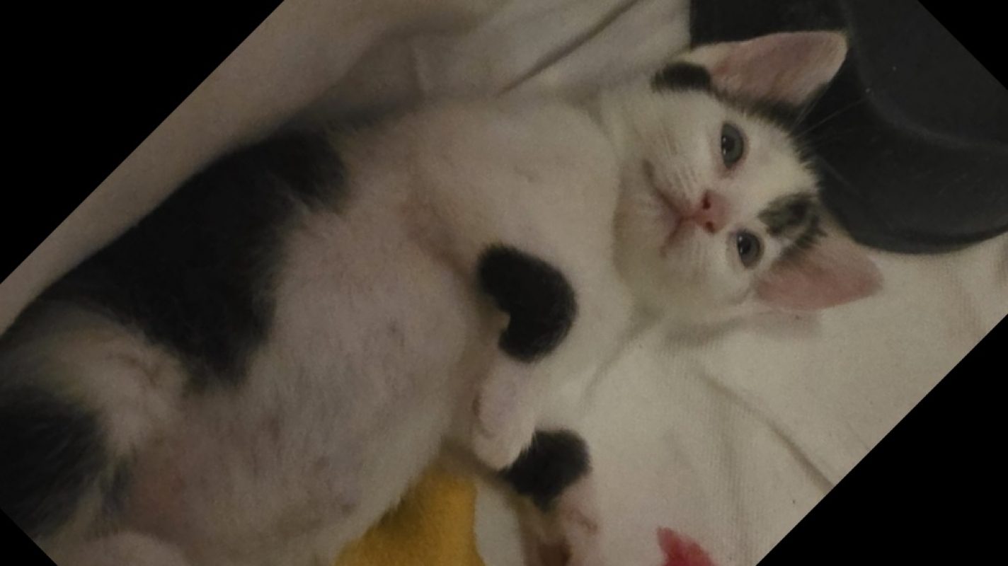 Atheba - Chat Européen à adopter - photo 4