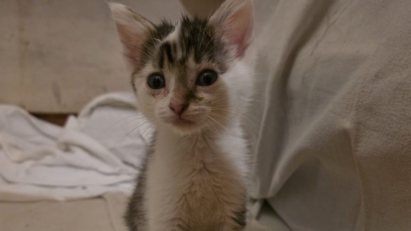 Asio - Chat Européen à adopter - photo 2