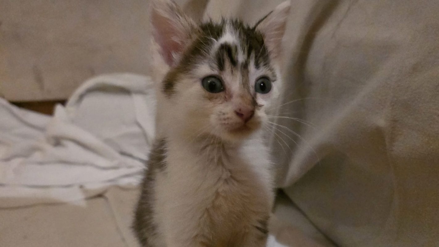Asio - Chat Européen à adopter - photo 3