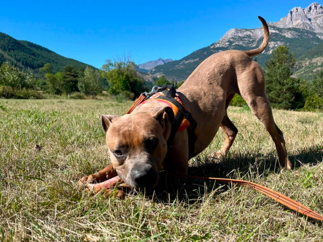 Ulysse - Chien American Bully à adopter