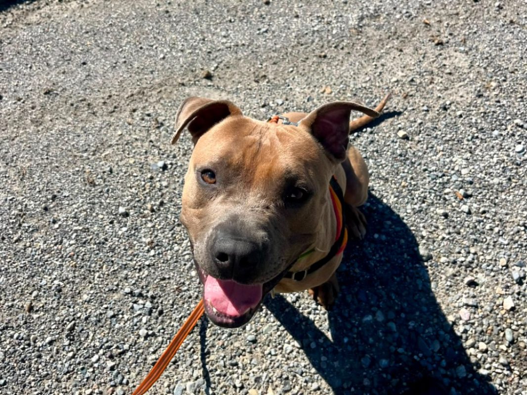 Ulysse - Chien American Bully à adopter - photo 3