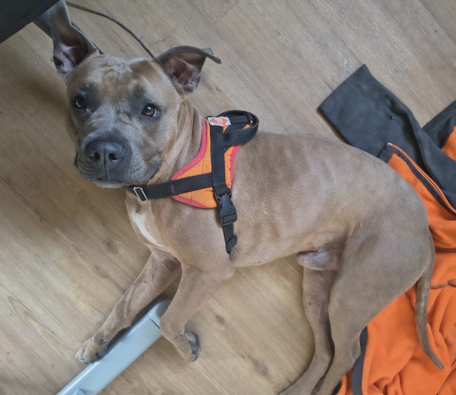 Ulysse - Chien American Bully à adopter - photo 4