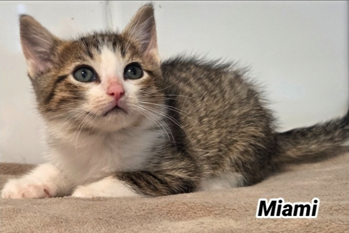 Photo de Miami balthazar