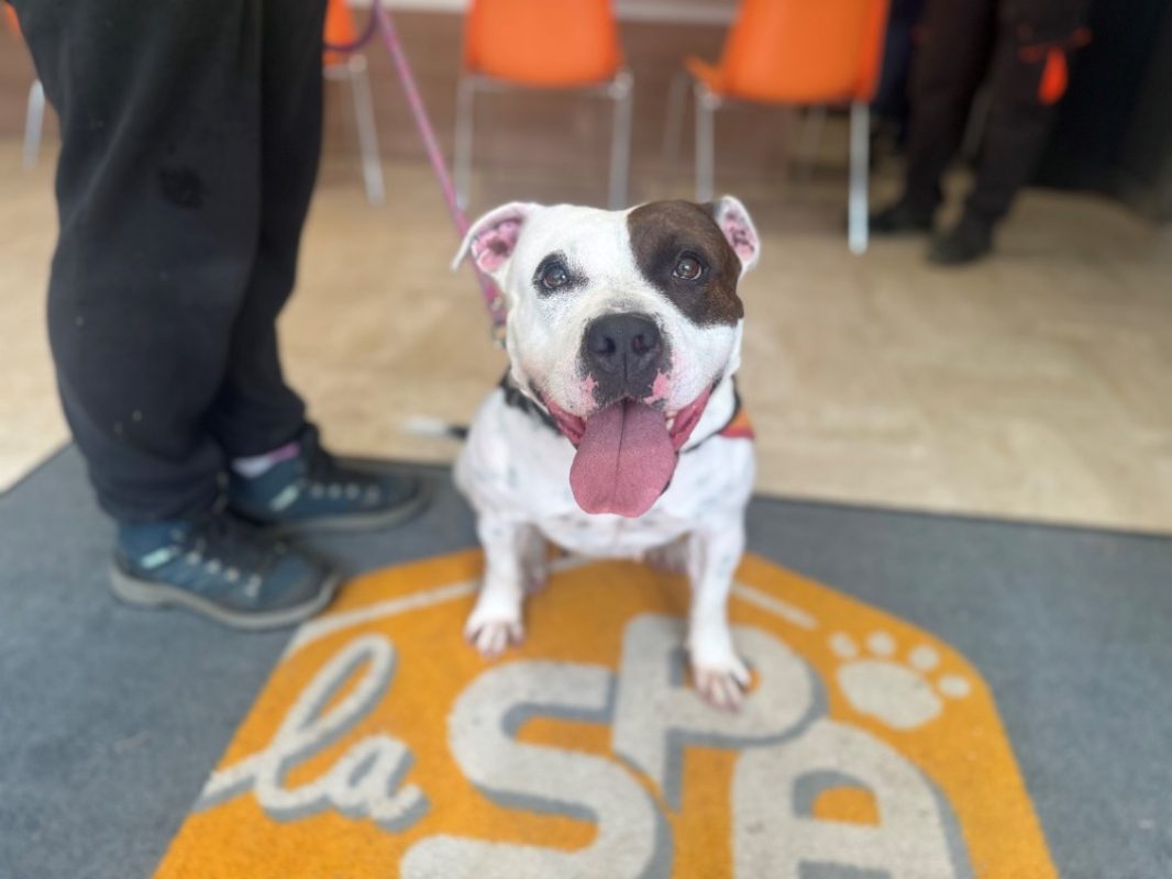 Pauline - Chien à adopter