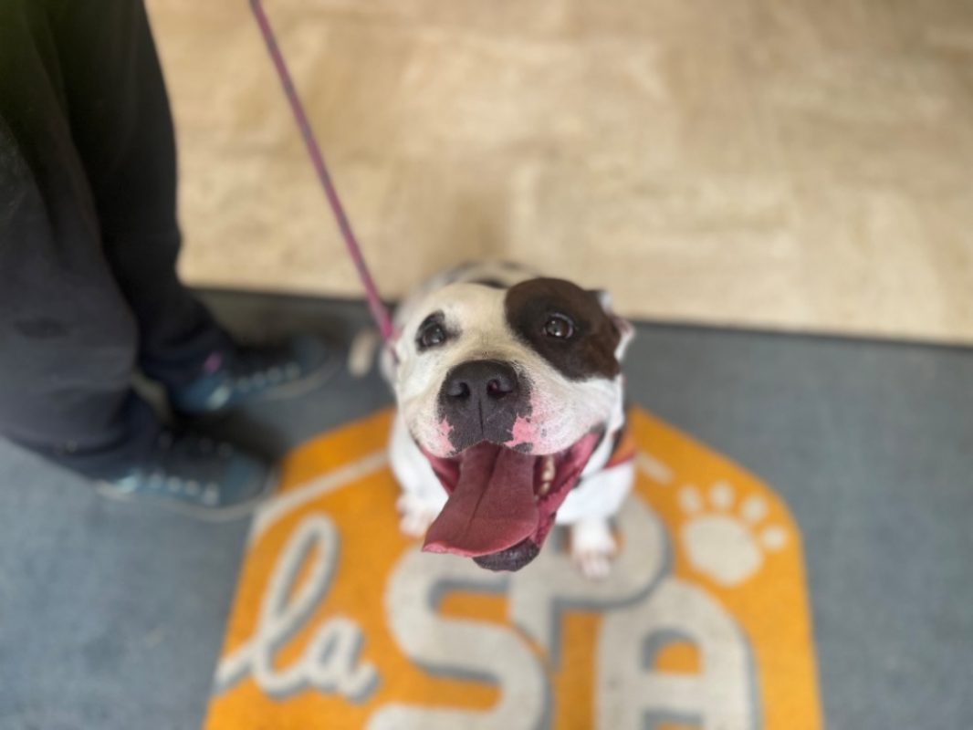 Pauline - Chien à adopter - photo 2