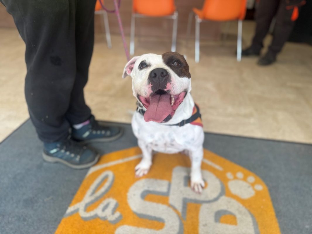 Pauline - Chien à adopter - photo 3