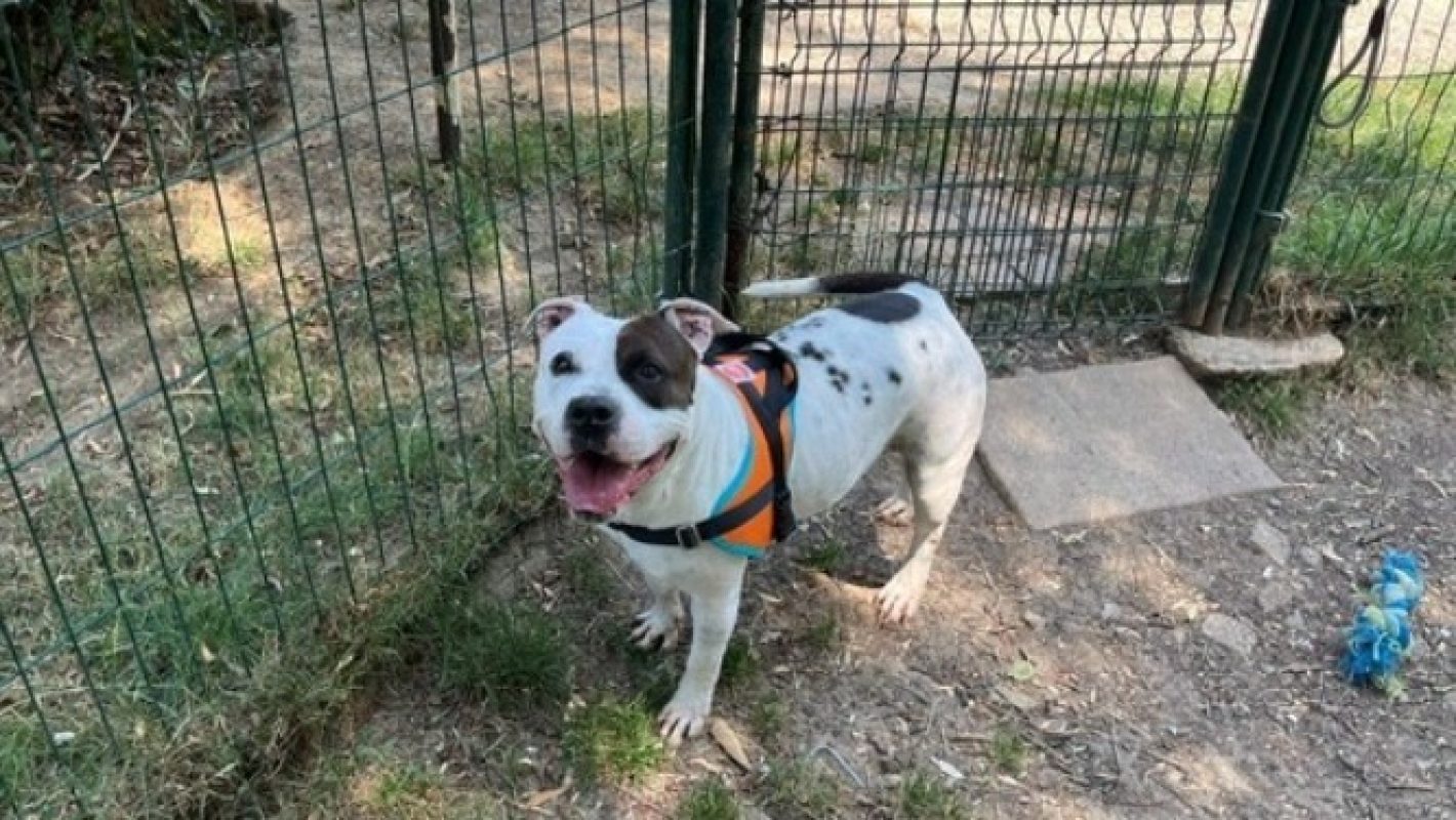 Pauline - Chien à adopter - photo 4