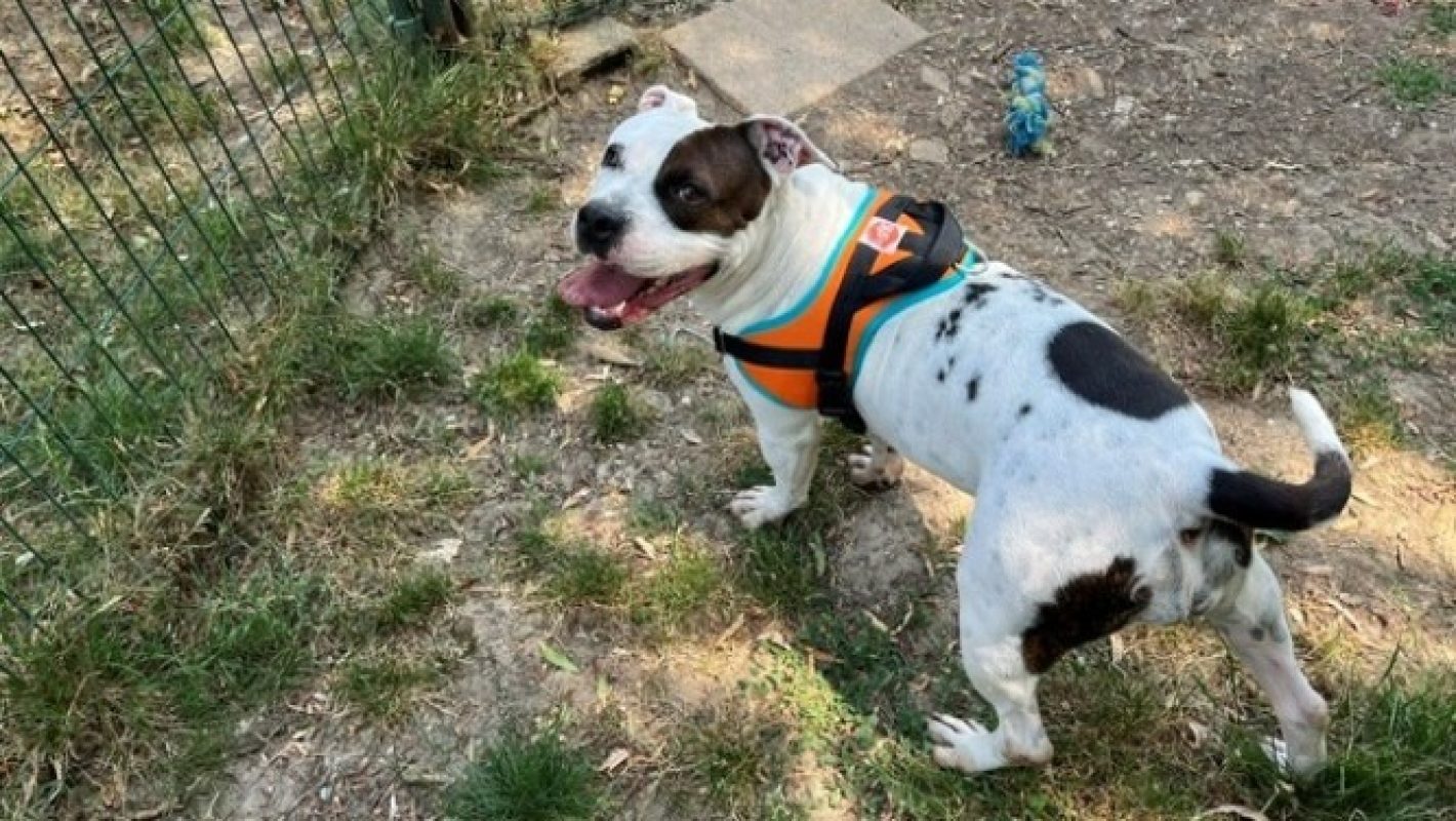 Pauline - Chien à adopter - photo 5