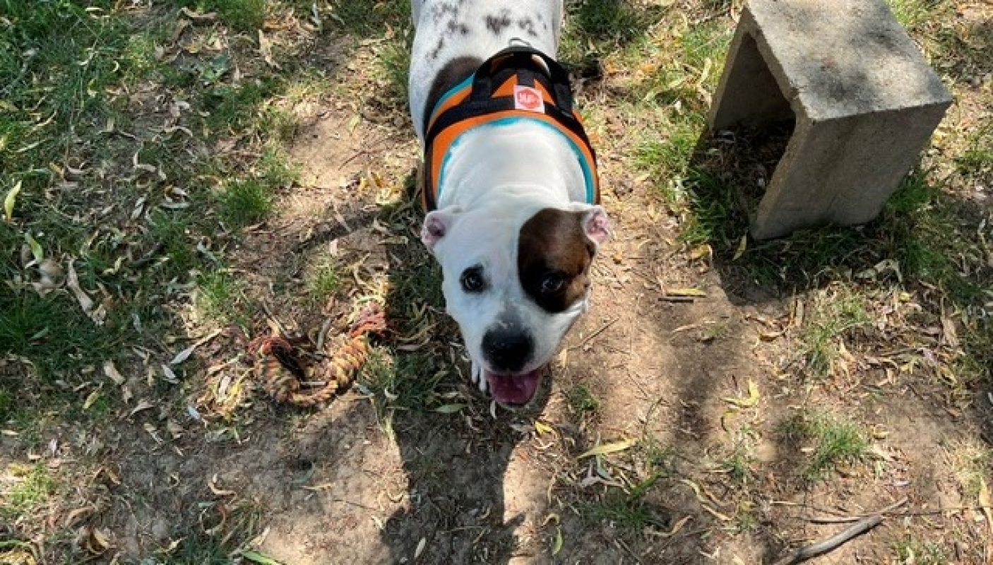 Pauline - Chien à adopter - photo 6