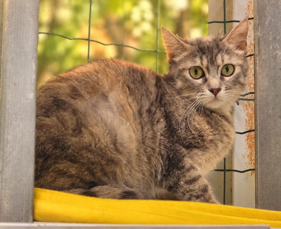 Venise - Chat Européen à adopter