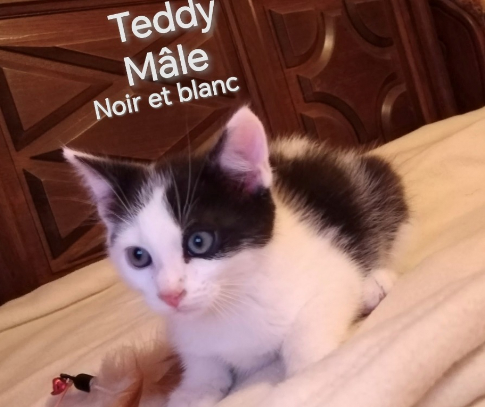 Photo de Teddy