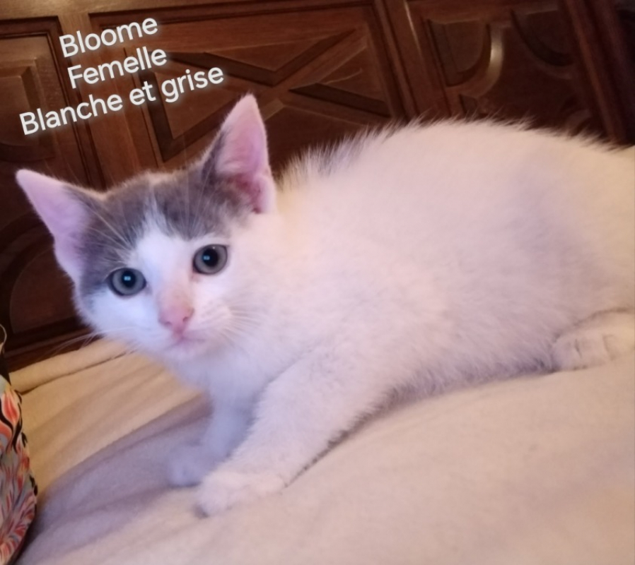 Photo de Bloome