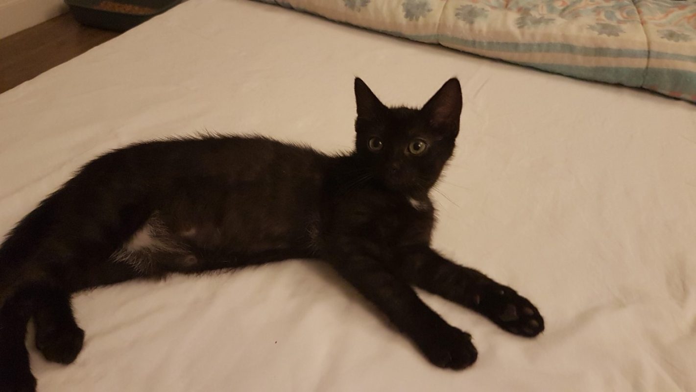 Venus - Chat Européen à adopter