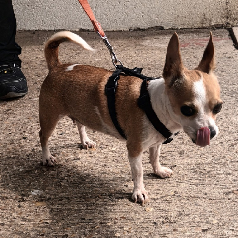 Photo #4 de Chipie