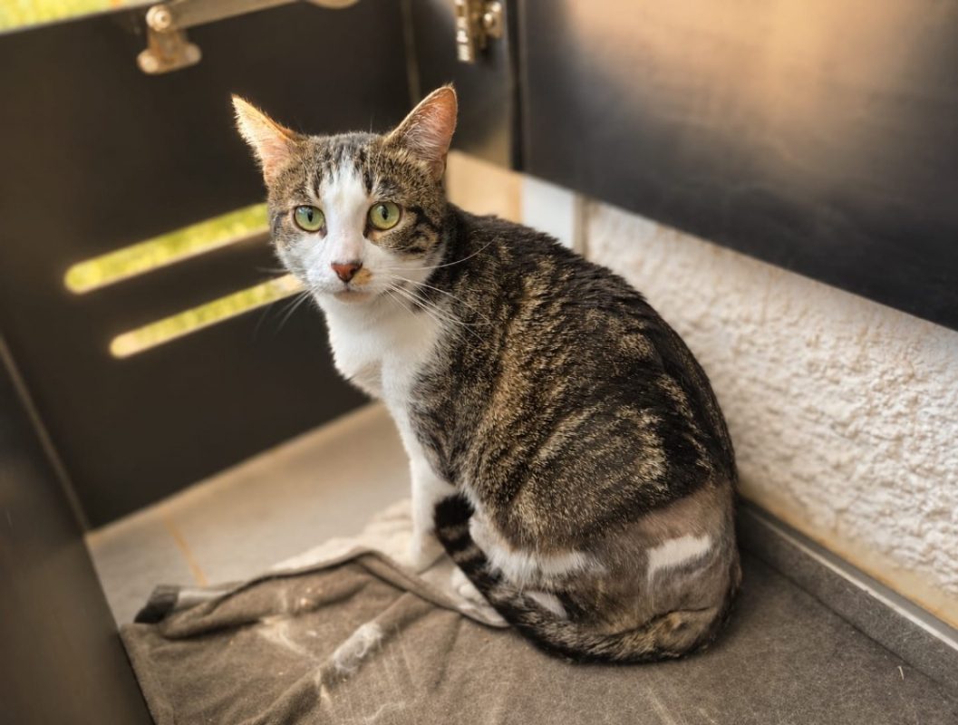 Weeko - Chat Européen à adopter