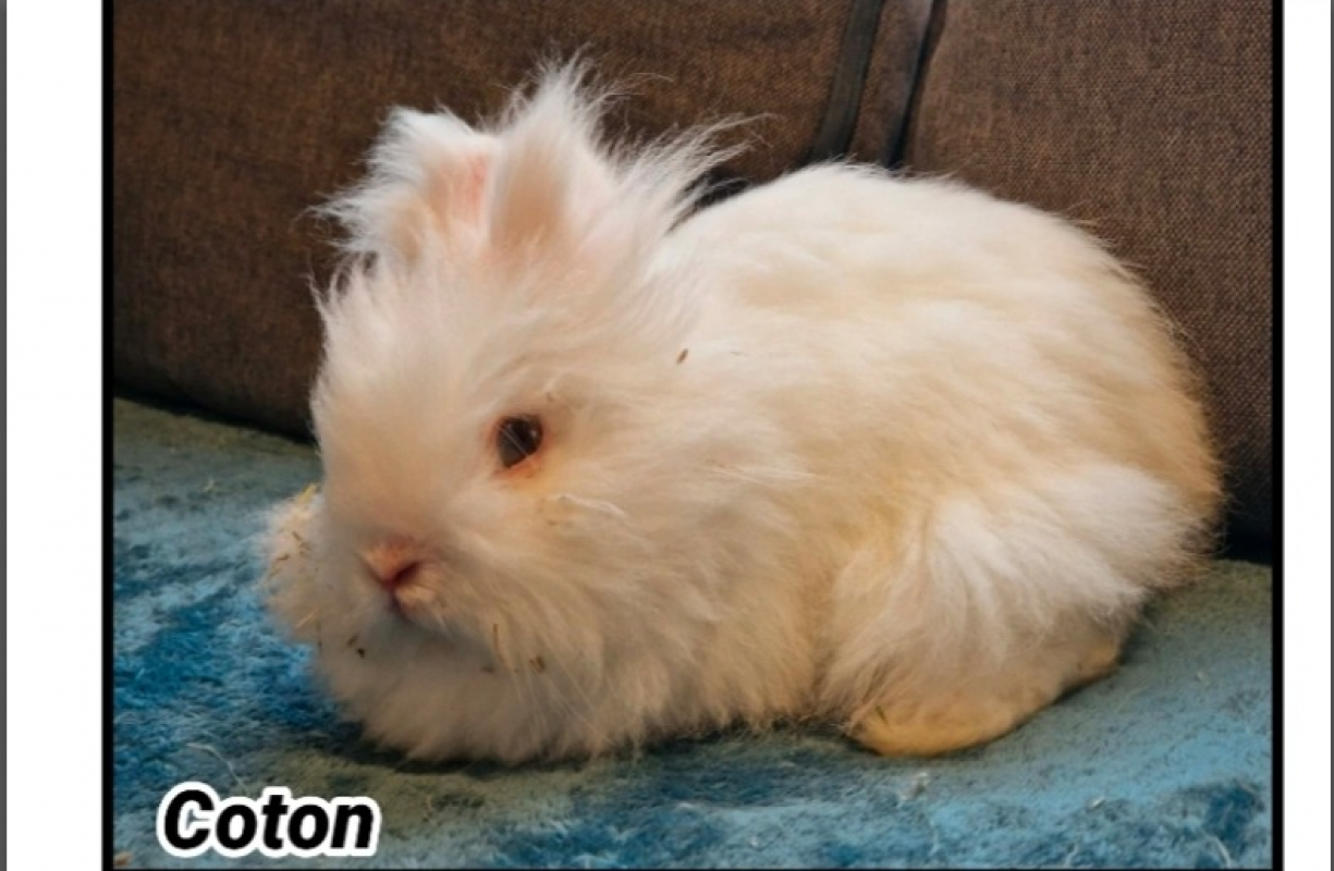 Photo de Coton