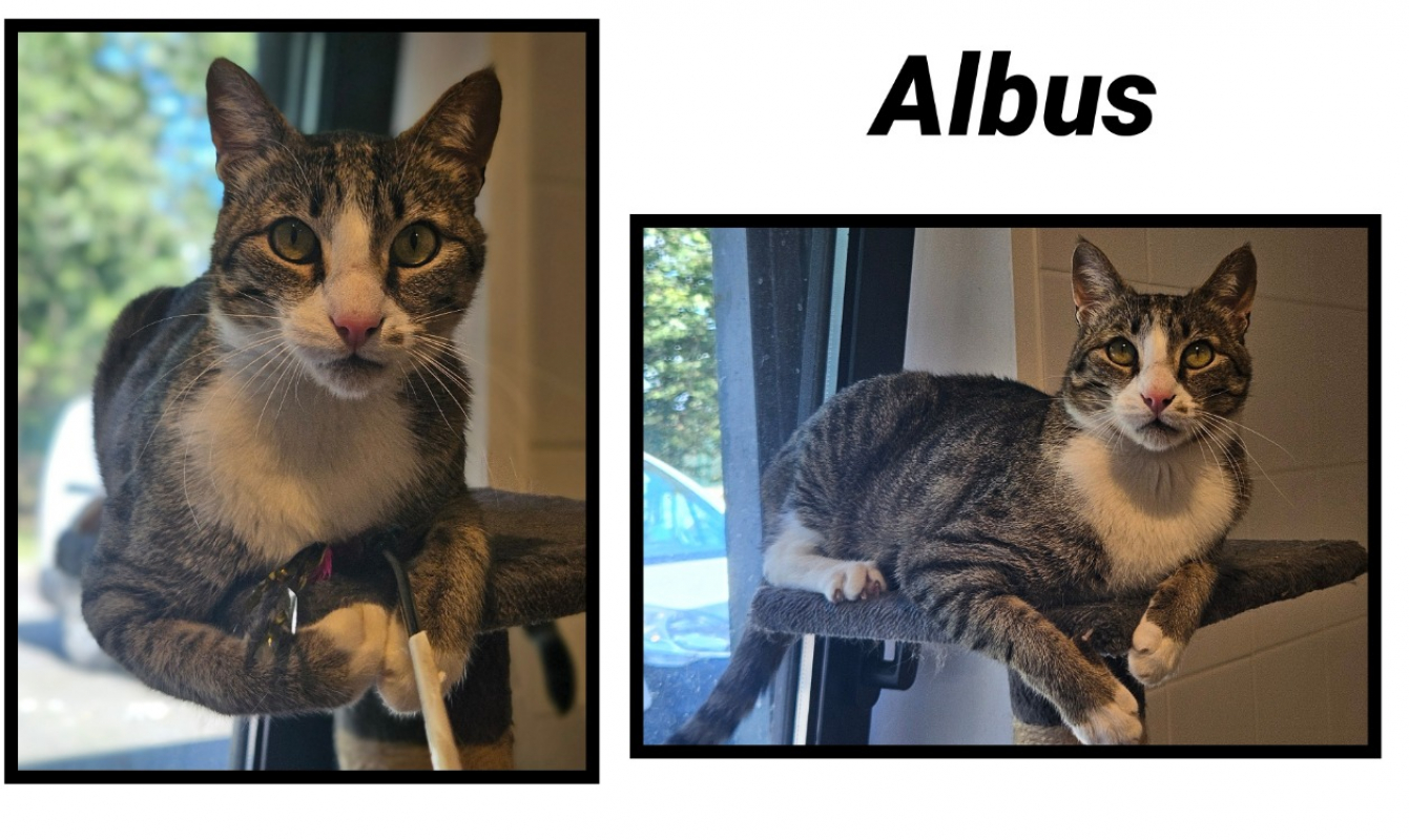 Photo #1 de Albus