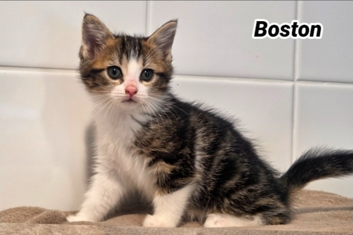 Photo de Boston cookie