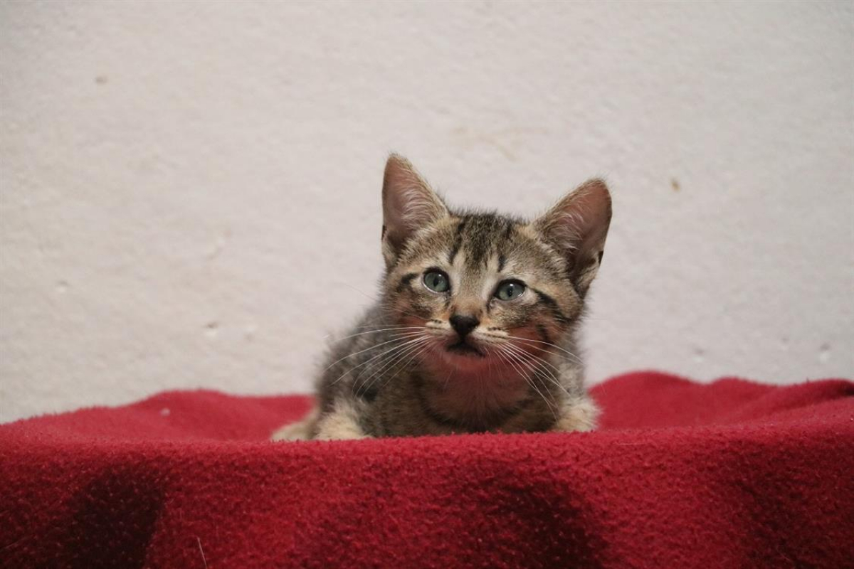 Photo de Milhouse