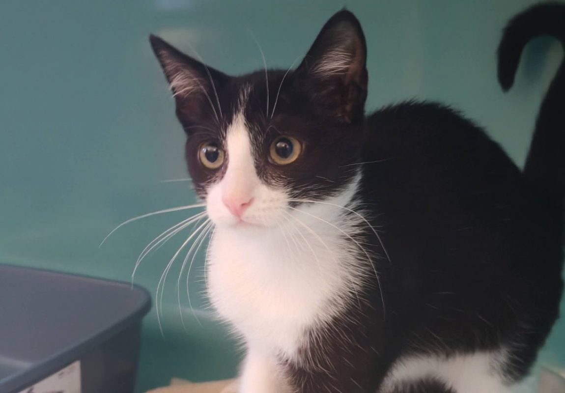 Gainsbourg - Chat Européen à adopter