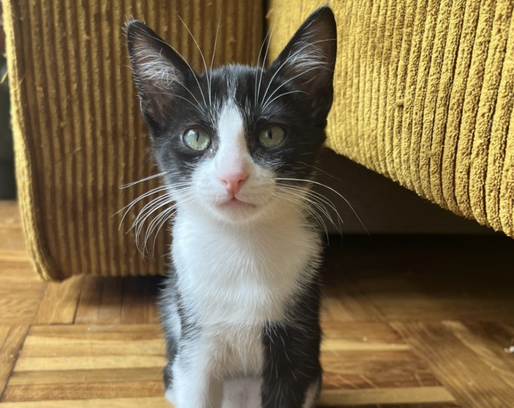 Gainsbourg - Chat Européen à adopter - photo 2