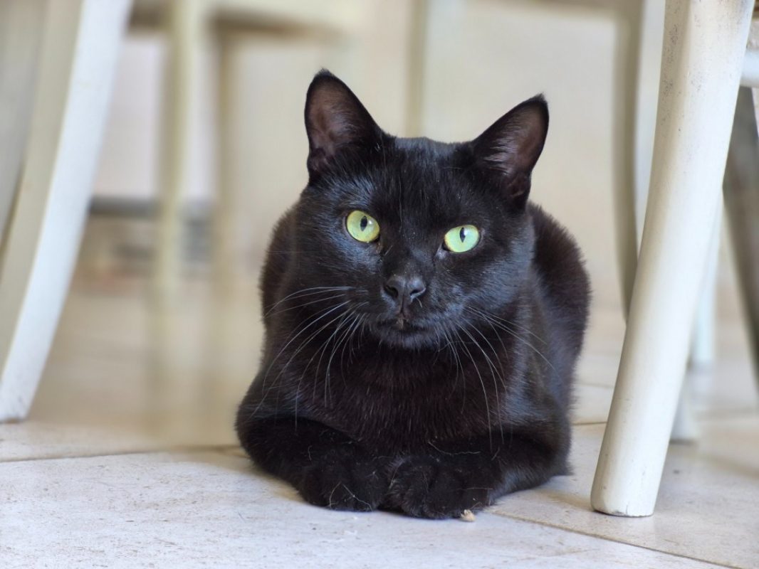 Cupido - Chat Européen à adopter