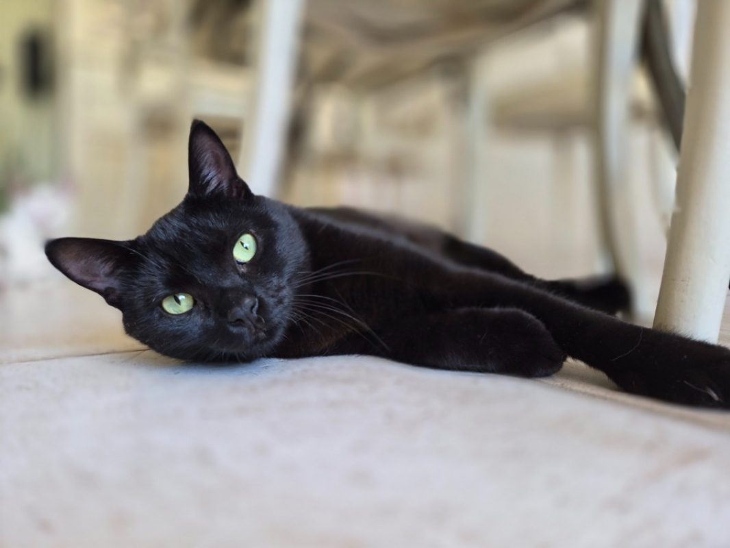 Cupido - Chat Européen à adopter - photo 2