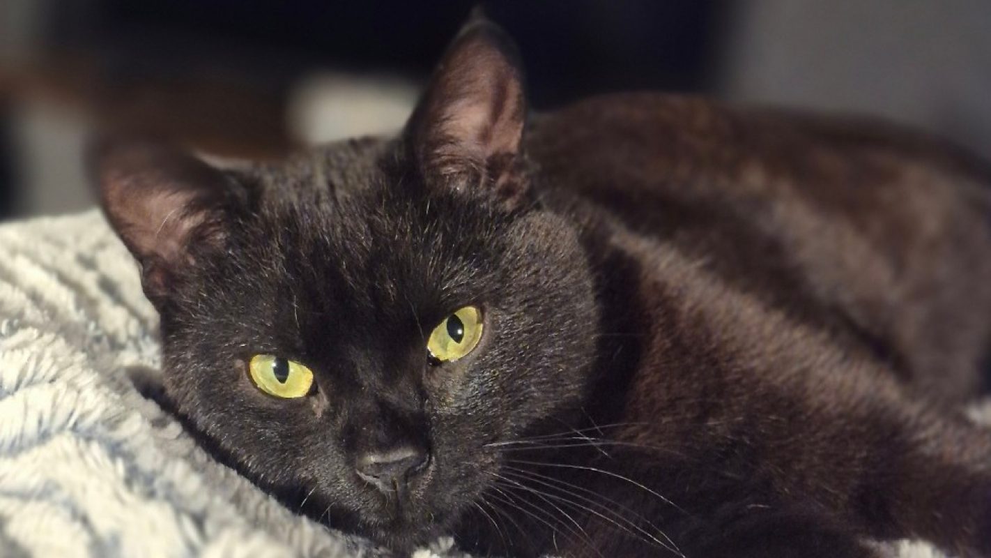 Cupido - Chat Européen à adopter - photo 3