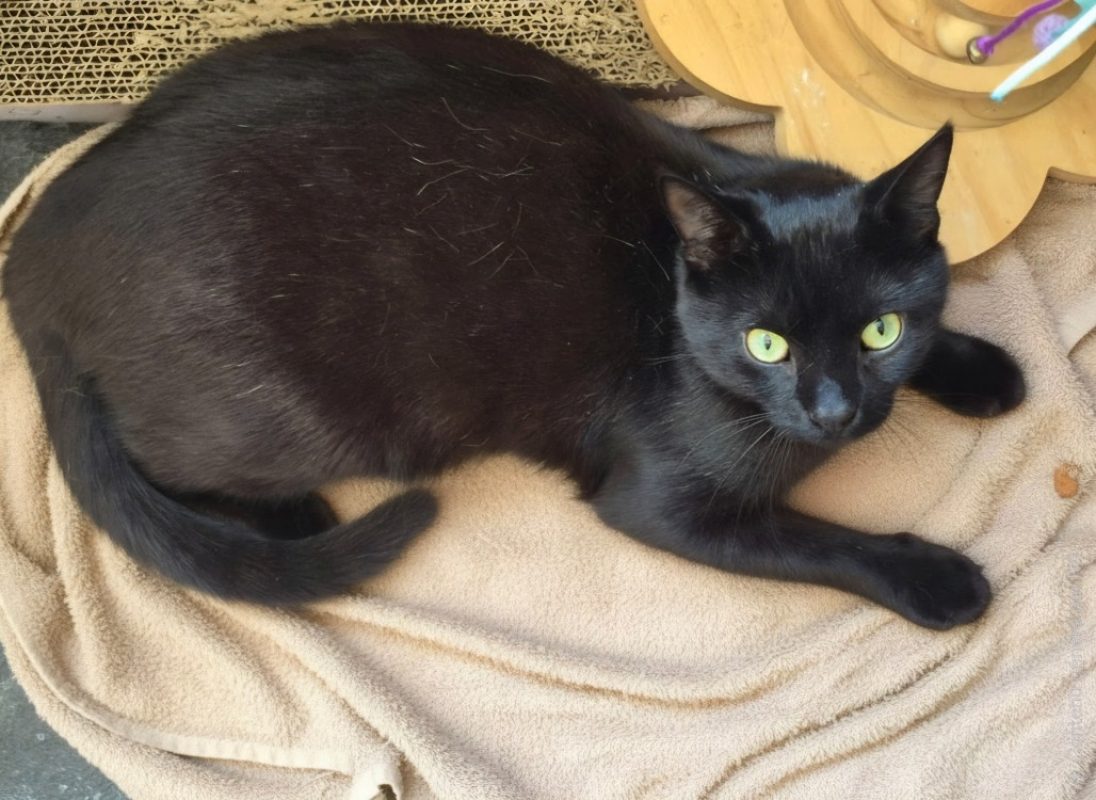 Cupido - Chat Européen à adopter - photo 4
