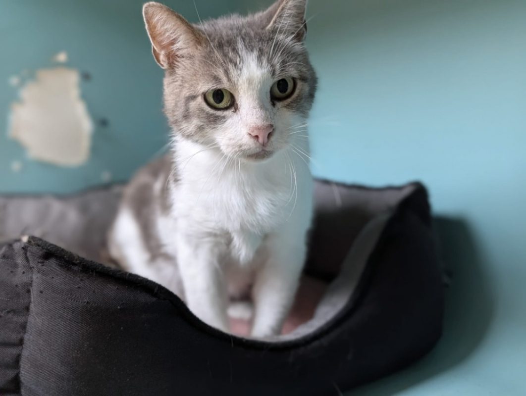 Iris - Chat Européen à adopter - photo 4