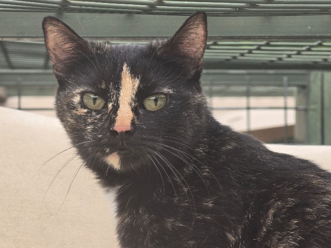 Alma - Chat Européen à adopter