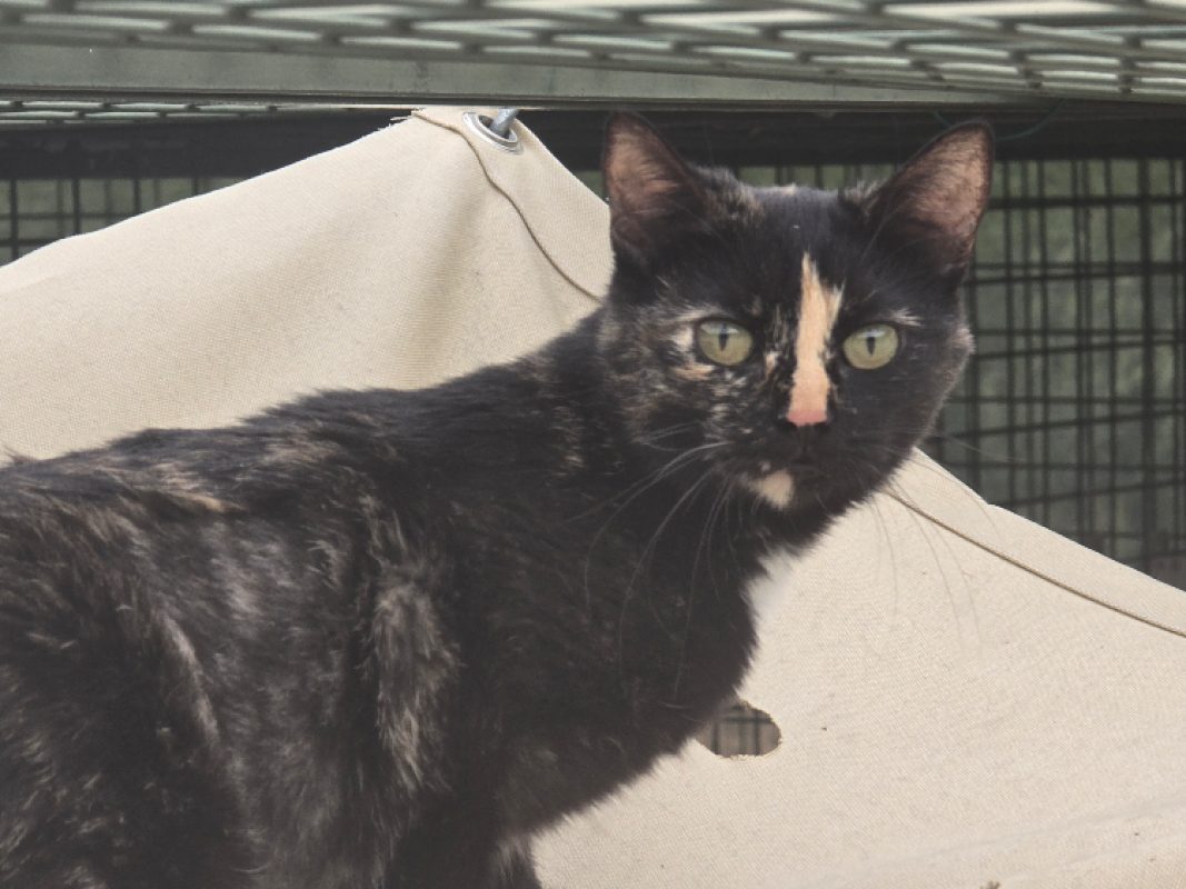 Alma - Chat Européen à adopter - photo 2