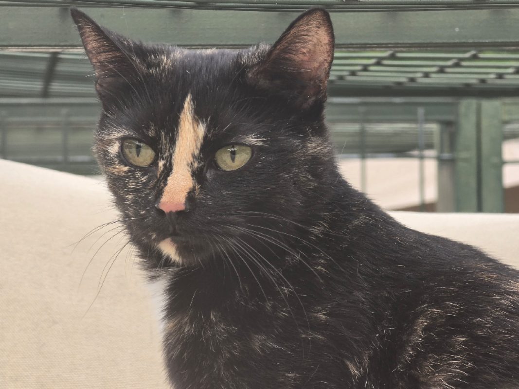 Alma - Chat Européen à adopter - photo 3