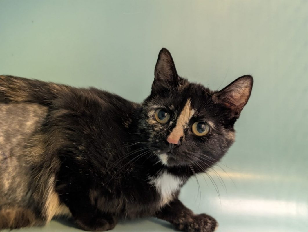 Alma - Chat Européen à adopter - photo 4