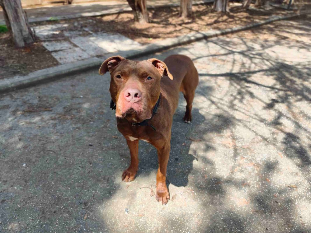 Tayron - Chien Bouledogue Américain à adopter