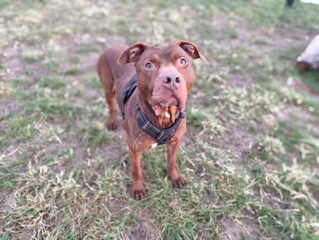 Tayron - Chien Bouledogue Américain à adopter - photo 2