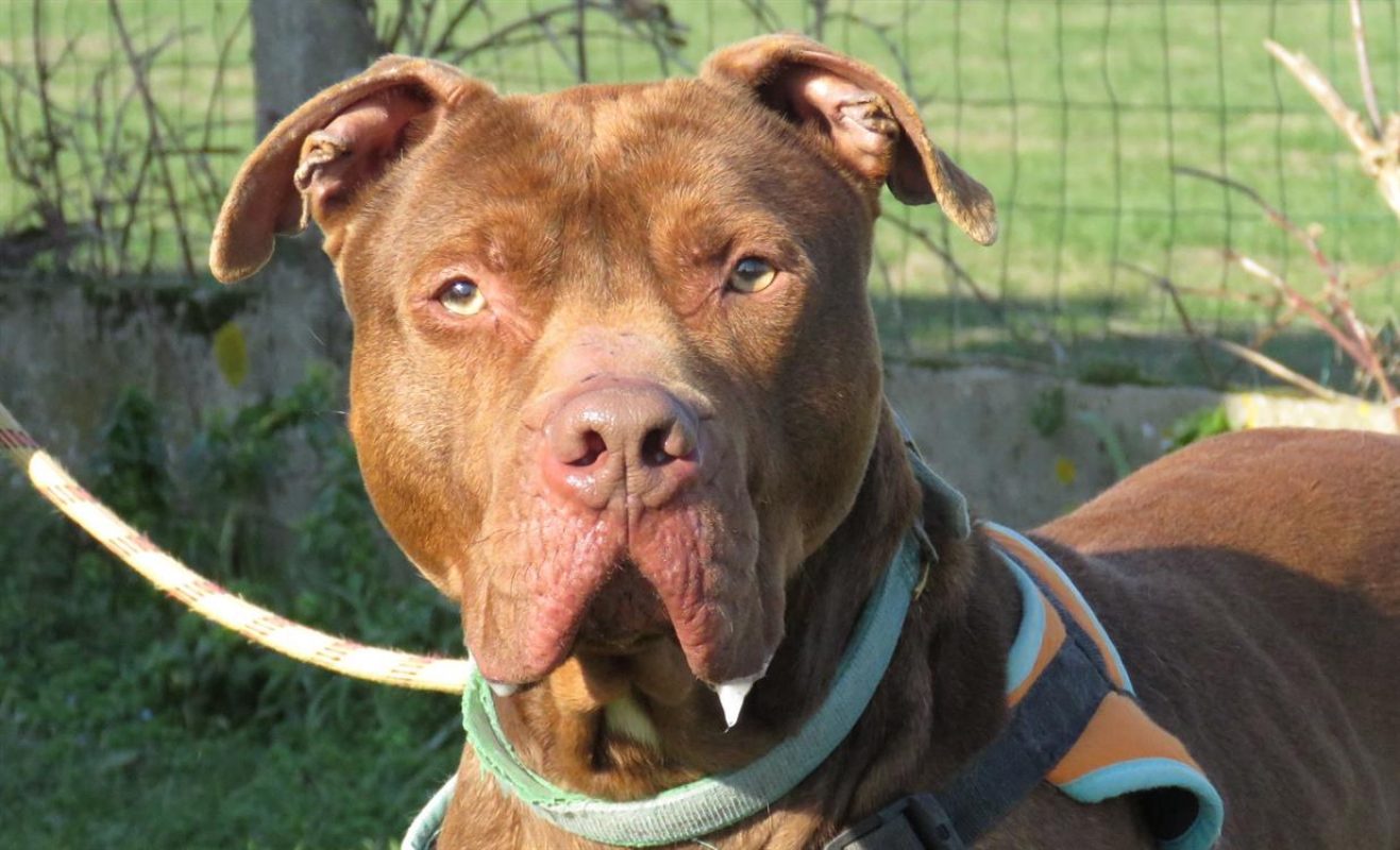 Tayron - Chien Bouledogue Américain à adopter - photo 3