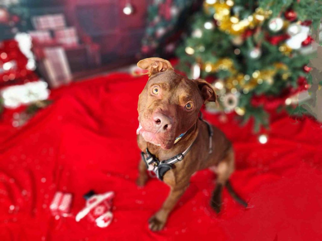 Tayron - Chien Bouledogue Américain à adopter - photo 4