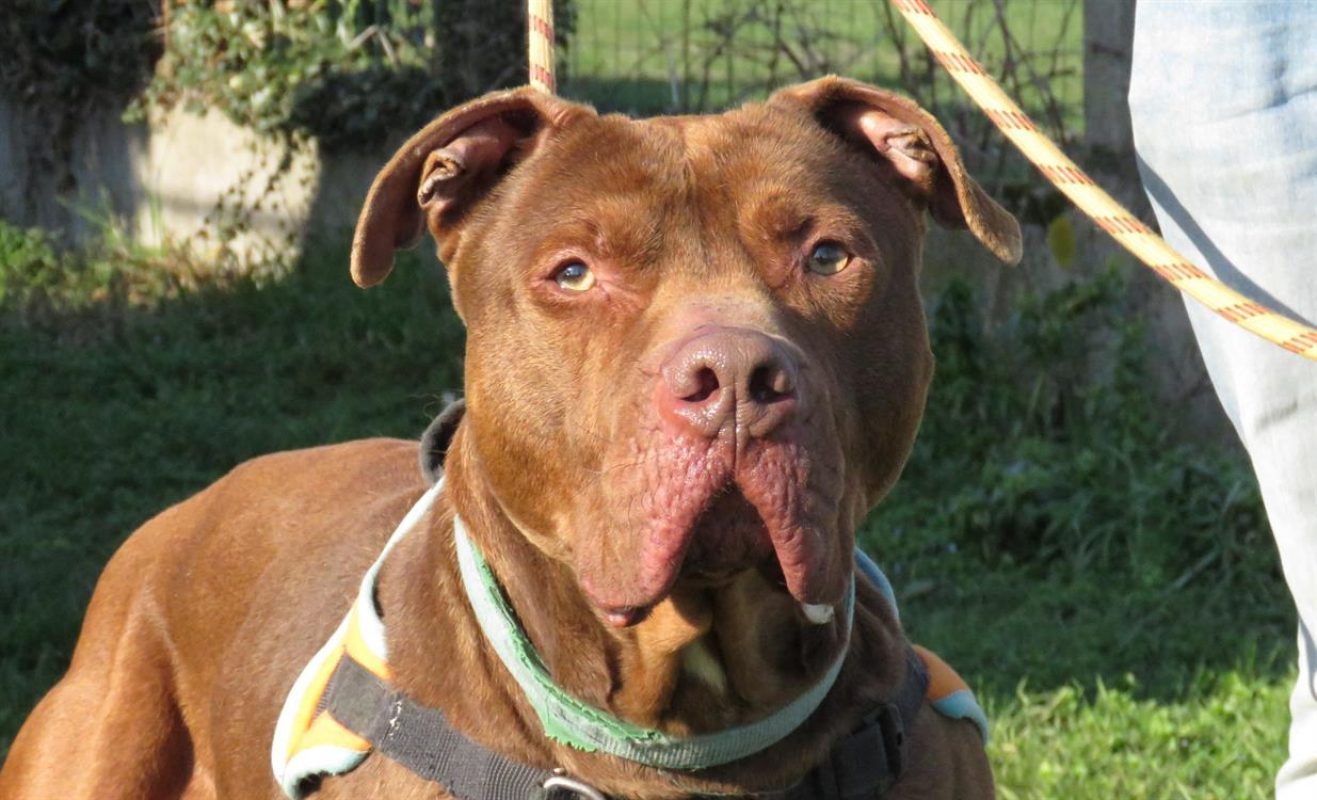 Tayron - Chien Bouledogue Américain à adopter - photo 5