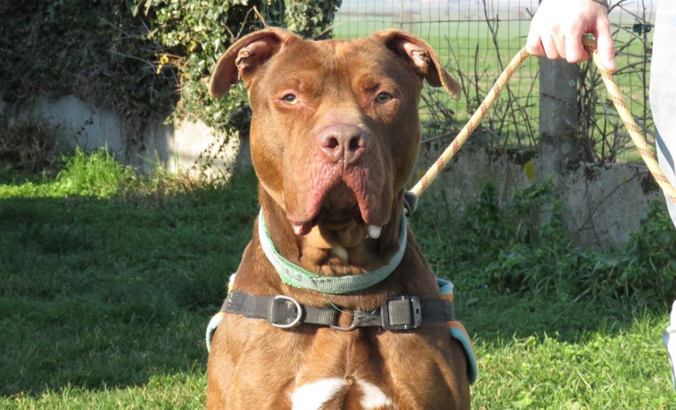 Tayron - Chien Bouledogue Américain à adopter - photo 6